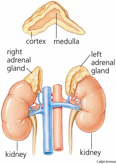 Adrenal Gland là gì? - Tổng quan về Tuyến Thượng Thận và Chức năng Sức khỏe